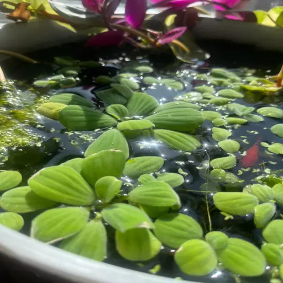 13+Dwarf Water Lettuce - Pistia stratiotes