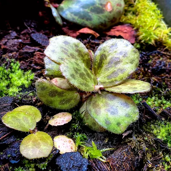 Begonia blancii 'Mottled' (2" Pot) / Terrarium Plant / Live Plant / Houseplant