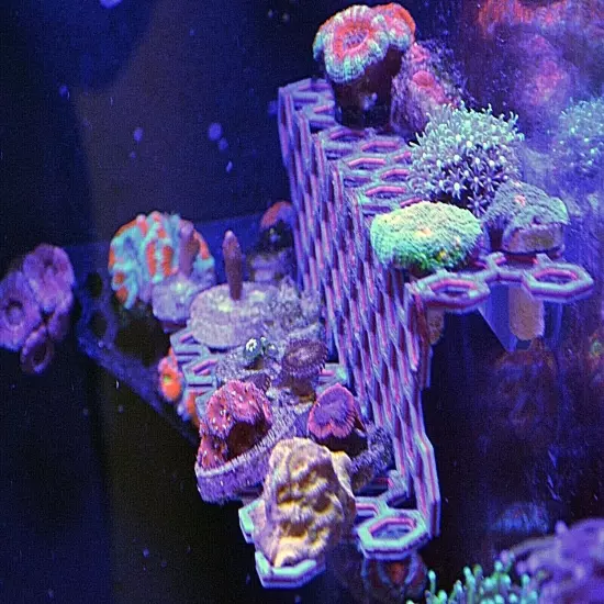 Magnetic FRAG STATION HUB Reef plug holder live coral reef saltwater aquarium