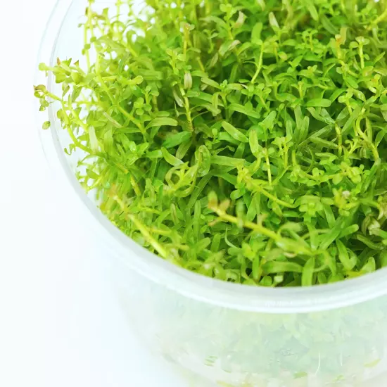 Buy2Get1Free Rotala Rotundifolia Tissue Culture Live Plants Aquarium Decoration