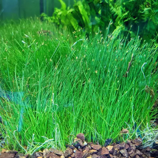 Dwarf Hairgrass Eleocharis Parvula Mini Tissue Culture Aquarium Live Plants Fish