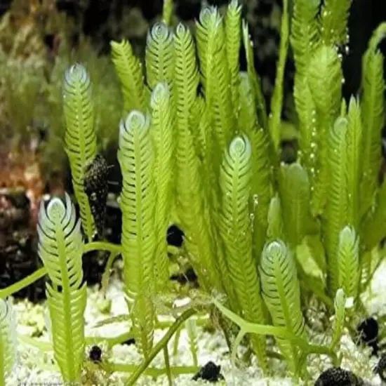 Live Saltwater Caulerpa Mexicana Fern Frag Marine Macro Algae Reef Refugium