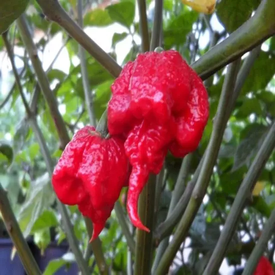 30 FRESH PICKED Homegrown small batch Carolina Reaper Organic Peppers