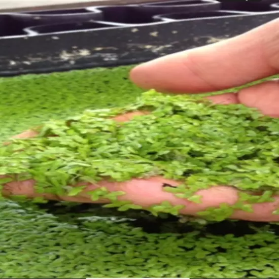 Handful of duckweed at your doorstep