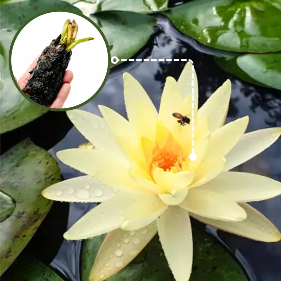 Buy2Get1Free Yellow Leuangbaangpra Hardy Waterlily Live Freshwater Plants Pond