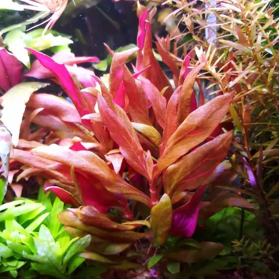 Package Bundle Alternanthera Reineckii Variegatus Live Plant Aquariums Tank Fish