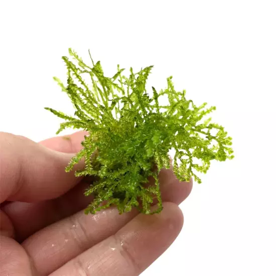 Spiky Moss - SMALL PORTION