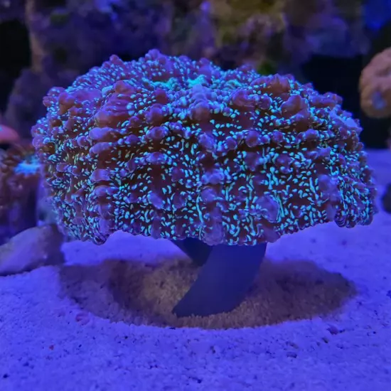 Scolymia Stand, Trachyphyllia Stand, Acantho Stand, Wellso stand, frag holder