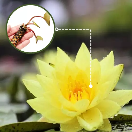 Buy2Get1Free Yellow Helvola Hardy Waterlily Live Freshwater Plants Pond Flower