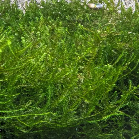 Flame Moss - Live Aquarium Plant BUY 2 GET 1 FREE