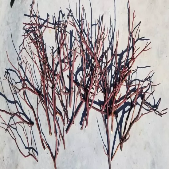 5 Assorted Red/Grey Manzanita branches for bird perch 9"-17"