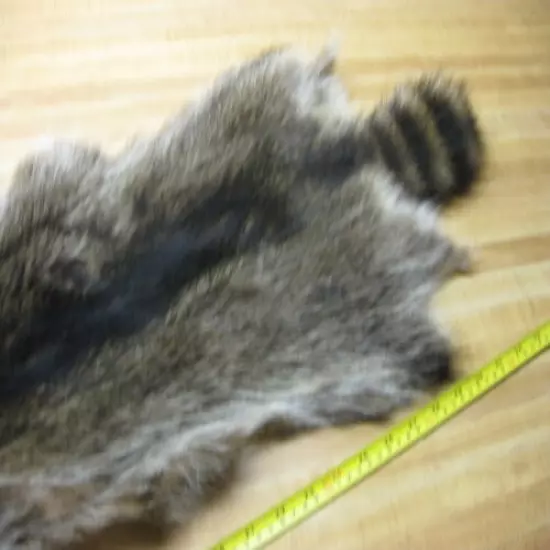 Craft Grade Tanned Raccoon Hide Fur Coats Trapping Furs # 0039753 Row A-19