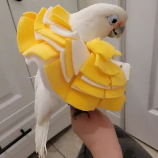 Soft Bird Collar for Goffin Cockatoo or Tanimbar Corella