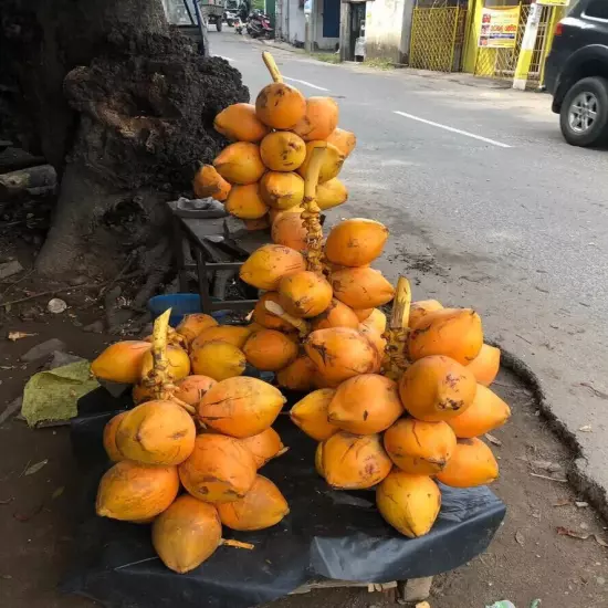 king coconut Sri Lanka, organic Ceylon beverages