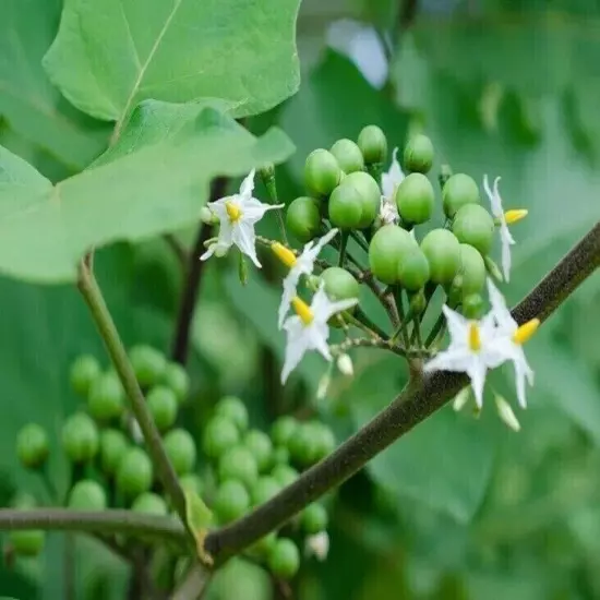 new dried turkey berry leaves 10+ pure organic natural solanum torvum leaves