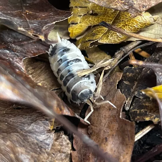 12 ct. Porcellio laevis "Dariy Cow" Isopods - Exo-Morphs - Live Arrival