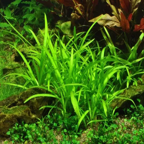 BUY 2 GET 1 FREE Dwarf Sagittaria Subulata Live Aquarium Plants