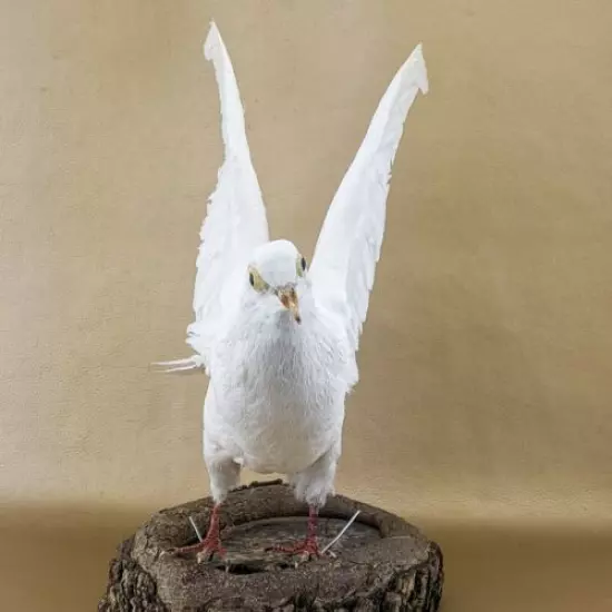 bc1 Rock Pigeon bird Taxidermy Oddities Curiositiesc livia dove collectible