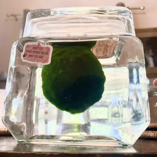 Large Live Marimo Moss Ball About 3 Inches