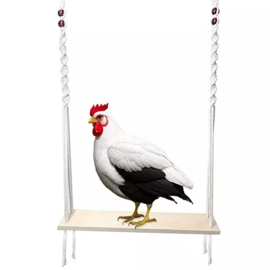 Chicken Swing Toy for Chicken Coop, Chicken Enrichment Toy for Hens and5539