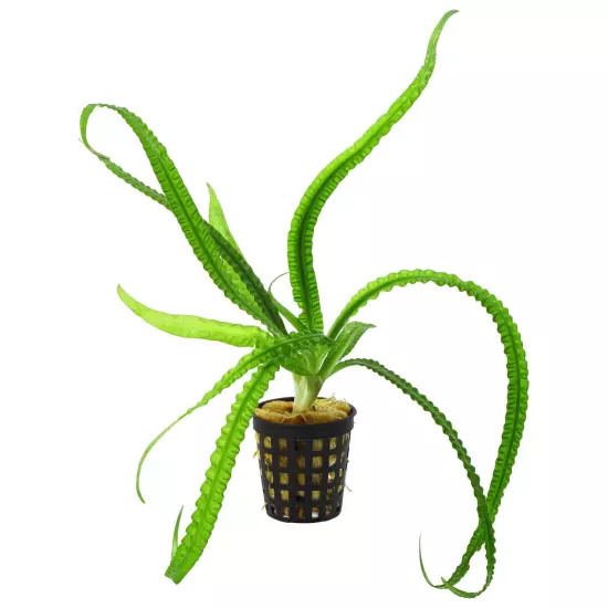 Crinum Calamistratum Easy Aquarium Plant