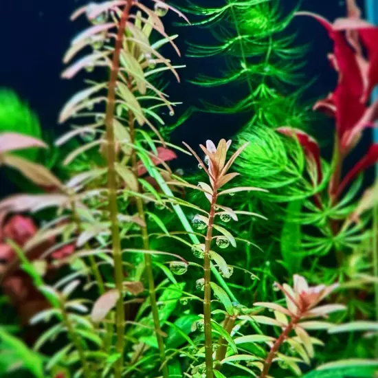 Buy2Get1Free Rotala Rotundifolia Tissue Culture Live Plants Aquarium Decoration