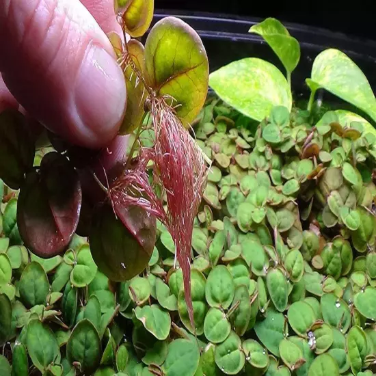 BUY 2 GET 1 FREE Red Root Floater (Phyllanthus Fluitans) Live Aquarium Plants