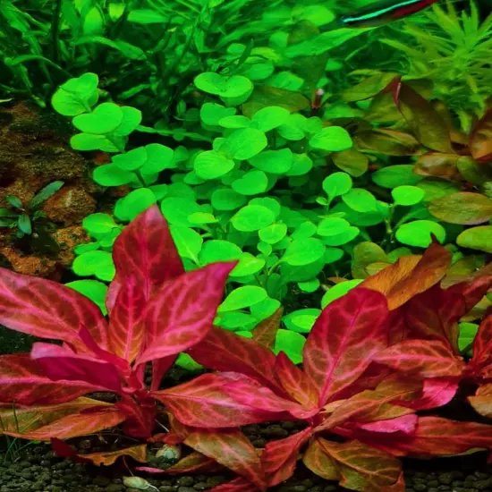 Package Bundle Alternanthera Reineckii Rosanervig Live Plants Aquatic Decoration