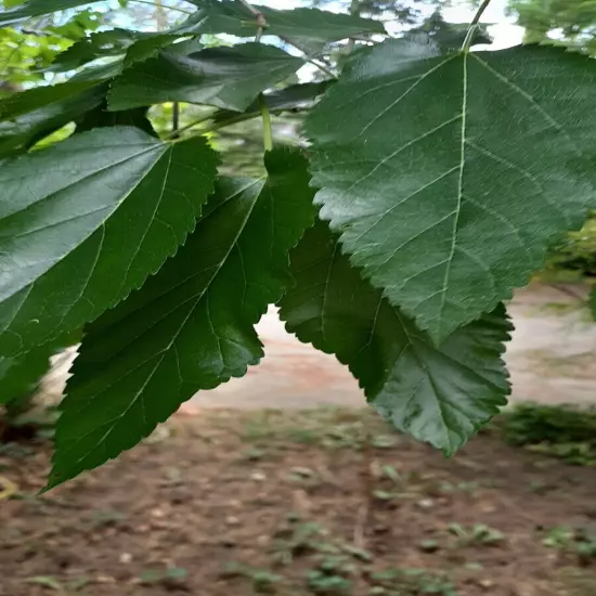 100+ Dried Organic Wildcrafted Mulberry leaves Non Pestecided