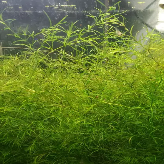 Guppy Grass -Najas Floating Plant - large portion