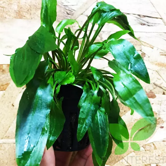 - Cryptocoryne Wendtii Green Potted Easy Live Aquarium Plant Decorat