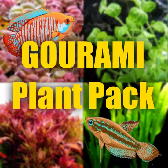 $15 Gourami Aquarium Plant package fresh organic aquarium plants