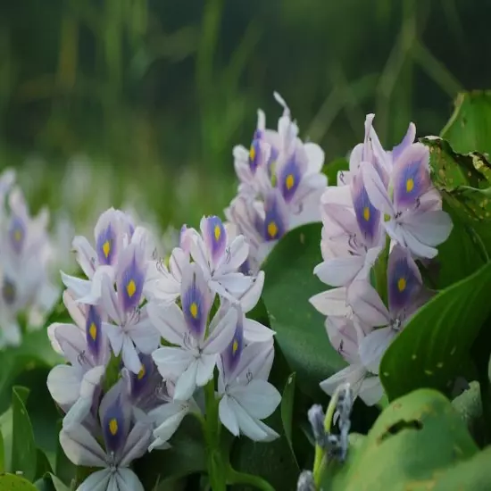 9 Live PURPLE Water Hyacinth Pond Plant Floating NO INSECTS/PARASITES FAST SHIP