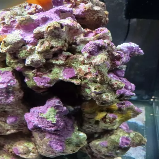 live marine coral reef rock