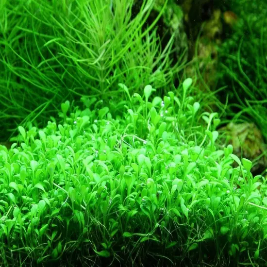 Glossostigma Elatinoides - Tropica Tissue Culture Cup