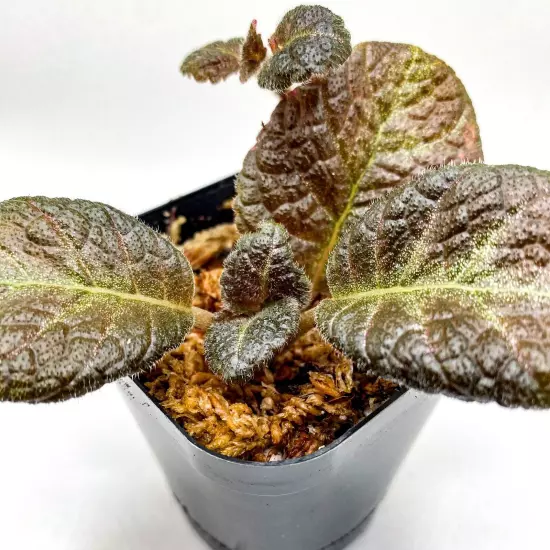 Episcia sp. 'European Seed' (2.5" Pot) / Live Terrarium Plant / Houseplant