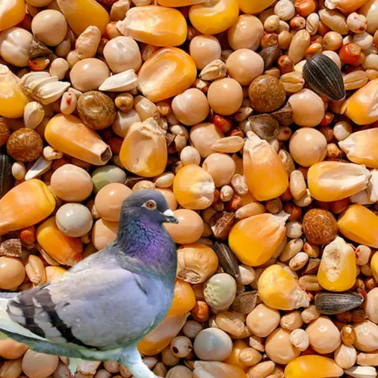 Birds pigeons physical objects corn pigeons grain feed and food can be resized