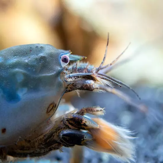 Vampire AKA Viper Shrimp (Atya gabonensis)