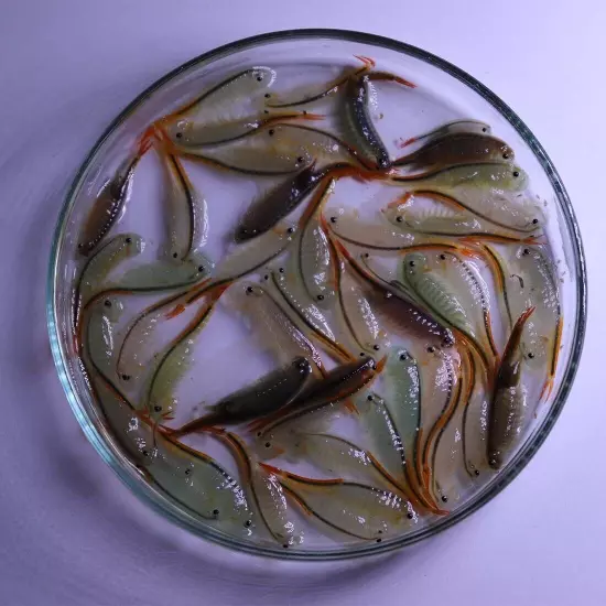 Fairy Shrimp Thailandensis Eggs Live Fish Food for Hatching and Feed Betta Fish