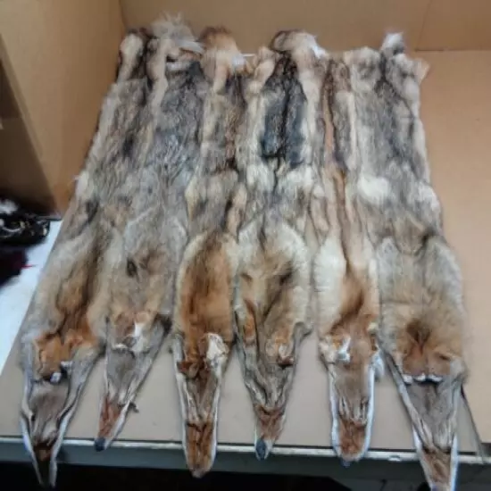 Tanned XL Damage Coyote Hide/Furs/Taxidermy/Crafts