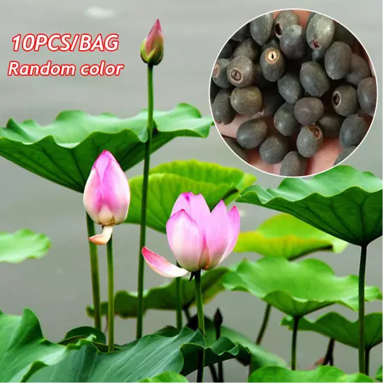 10pcs Mixed Color The Sacred Bonsai Lotus Flower Seeds Home Garden Decoration