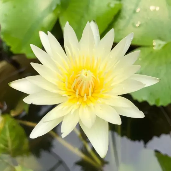 Buy2Get1Free White Kao Mongkol Tropical Waterlily Live Fresh Plant Pond Colorful