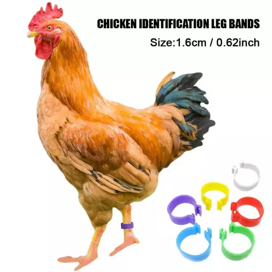 100Pcs Chicken Identification Leg Bands Chicken Leg Rings Hen Leg Bands