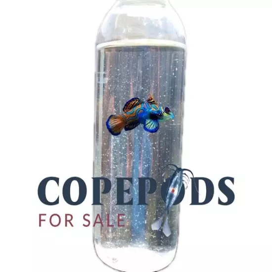 32 oz Copepod Bottles - Tisbe, Trigio, Apo Copepods - With Phyto in bottle!