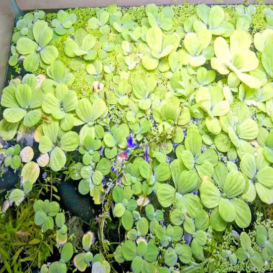 Live Aquarium Plant Pack Bundle~~ Beginner friendly 7 Species!~~Over 30 plants~~