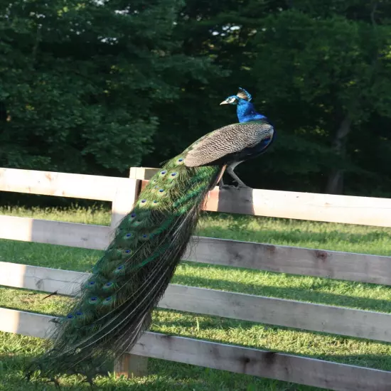 4 Peacock Peafowl Hatching Egg-India Blue Purebred-Guaranteed Fertile-Ship Now!