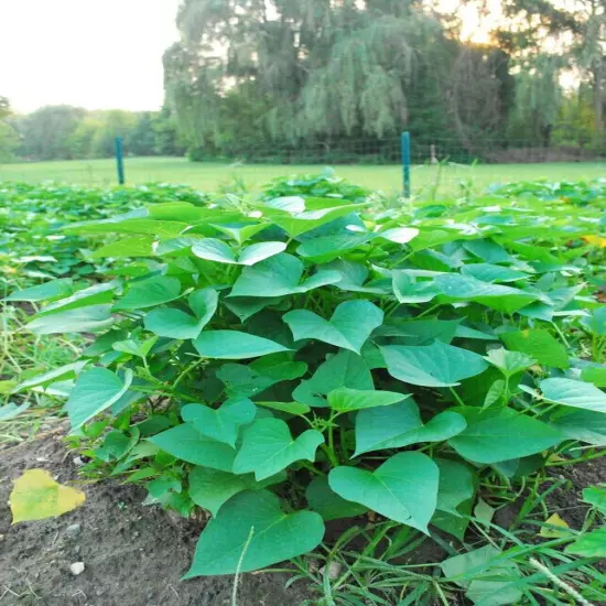 250+ Pcs Dried Sweet Potato Leaves Ceylon Natural Herbal Drink 100% Pure Organic