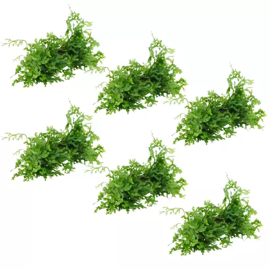 Package Loose Bolbitis Heteroclita Difformis Baby Leaf Live Aquarium Plants Tank