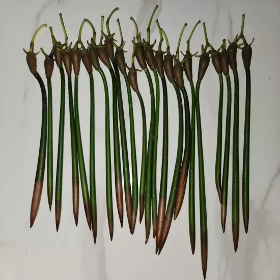 20 Red Mangrove Seeds - Saltwater Freshwater Aquarium Plants