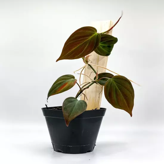 Philodendron Micans (2.5" Pot) / Velvet Leaf Bronze / Live Terrarium Plant